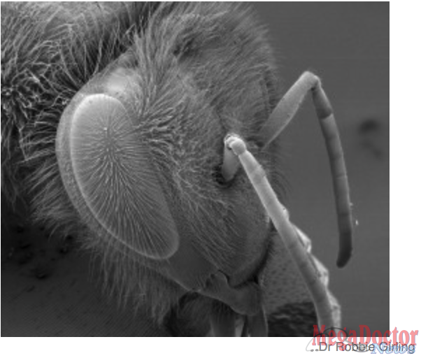 An electron scanning microscope image of a bee.