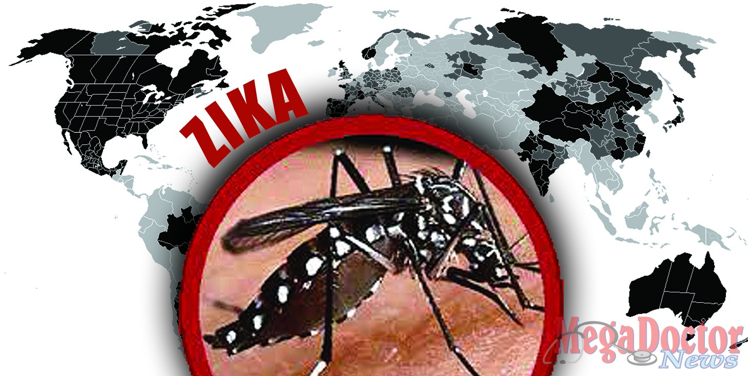 The Aedes aegypti mosquito that transmits the Zika as well as dengue and chikungunya viruses.