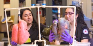 Melissa Cienega (left) and Michelle Leon display the two sets of pig lungs they will use to educate students on the dangers of smoking. The lungs on the left are normal healthy lungs, and the set on the right are lungs that have been continuously exposed to smoke. The two students from STC’s Respiratory Therapy program have been selected as regional ambassadors for a smoke-free initiative, and report for training in Washington D.C. in April.