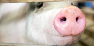 A pig pokes its nose through a fence in Harrisburg, Pa., in this January 2013 file photo. (The Patriot-News/Joe Hermitt)