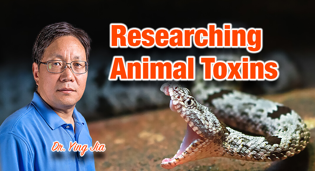 Dr. Ying Jia, UTRGV biology lecturer, has been awarded a federal grant to research the interaction between animal toxins and human nervous system cell receptors, ultimately for biomedical application. He said his goal is to detect and verify how animal venom and human neural cell receptors interact, so he can then generate venom molecules as tools to study human neurological disorders – among them, Alzheimer’s Disease, Parkinson’s Disease, schizophrenia, certain epilepsies and nicotine addiction. (UTRGV Photo by David Pike) BGD Image for illustration purposes