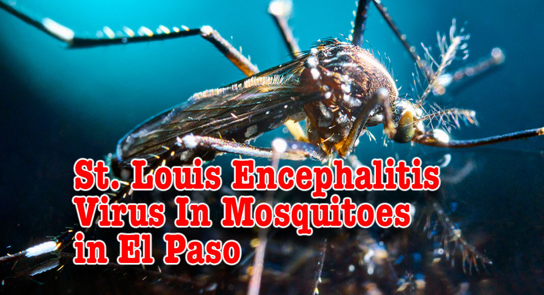 The Department of Public Health (DPH) confirms that State officials have identified the first pools of mosquitoes carrying the St. Louis Encephalitis (SLE) virus in El Paso County.  Image for illustration purposes