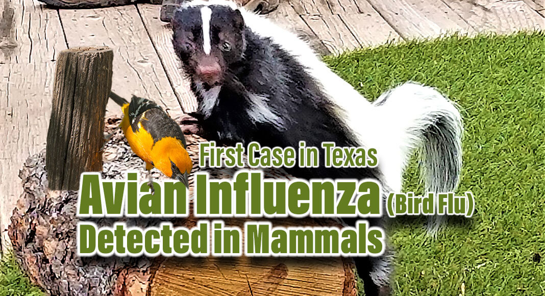 The National Veterinary Services Laboratories (NVSL) confirmed this week the presence of Highly Pathogenic Avian Influenza (HPAI) in a striped skunk recovered from Carson County. Image for illustration purposes