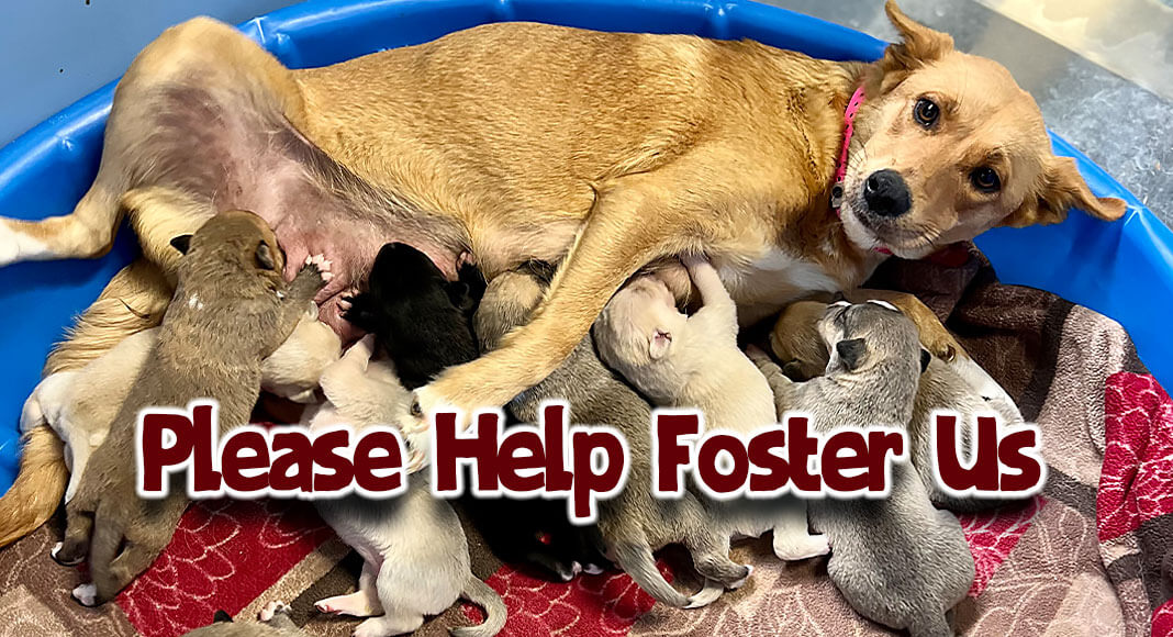 Foster caregiver needed for mama Marimar and her 9 nursing babies and a dozen other nursing mamas/puppies at Palm Valley Animal Society.  PVAS Image