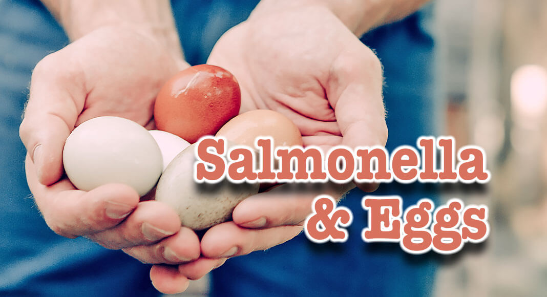 Eggs are one of nature’s most nutritious foods. But eggs can make you sick if you do not handle and cook them properly. That’s because eggs can be contaminated with Salmonella bacteria. Image for illustration purposes