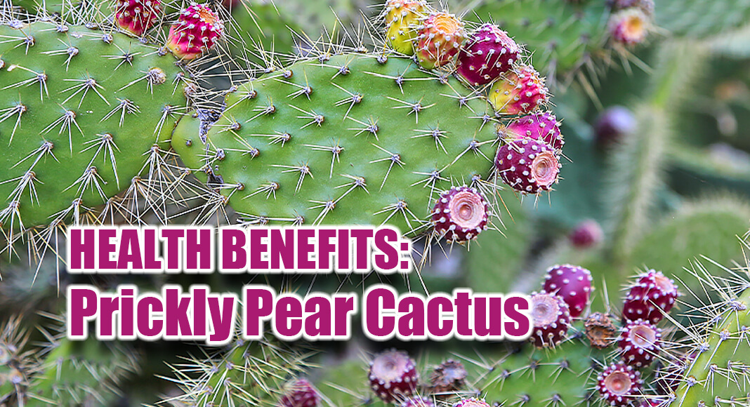 Covered in menacing needlelike spines, the prickly pear cactus demands to be treated with care. In return, it will reward you with a juicy neon fruit and fleshy green pads that have nourished people for millennia. Image for illustration purposes