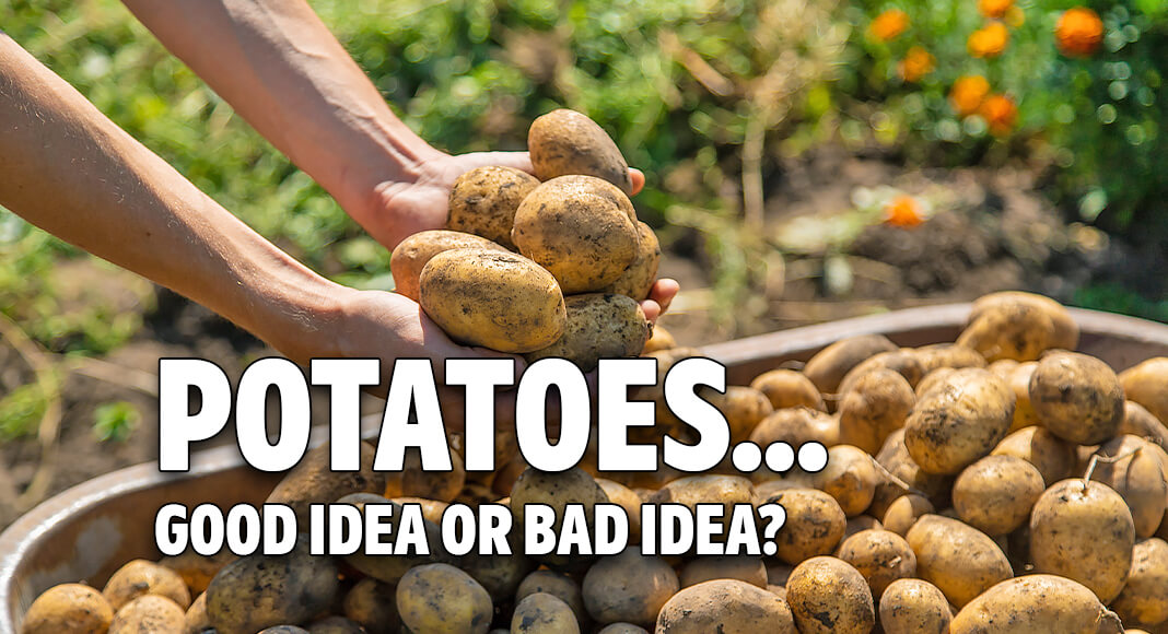 At best, potatoes often are seen as a starchy vegetable that lacks the status of dietary rock stars like leafy greens or carrots. At worst, taters are the basis for all kinds of salty, fatty snacks – and a metaphor for mindless inactivity. Image for illustration purposes