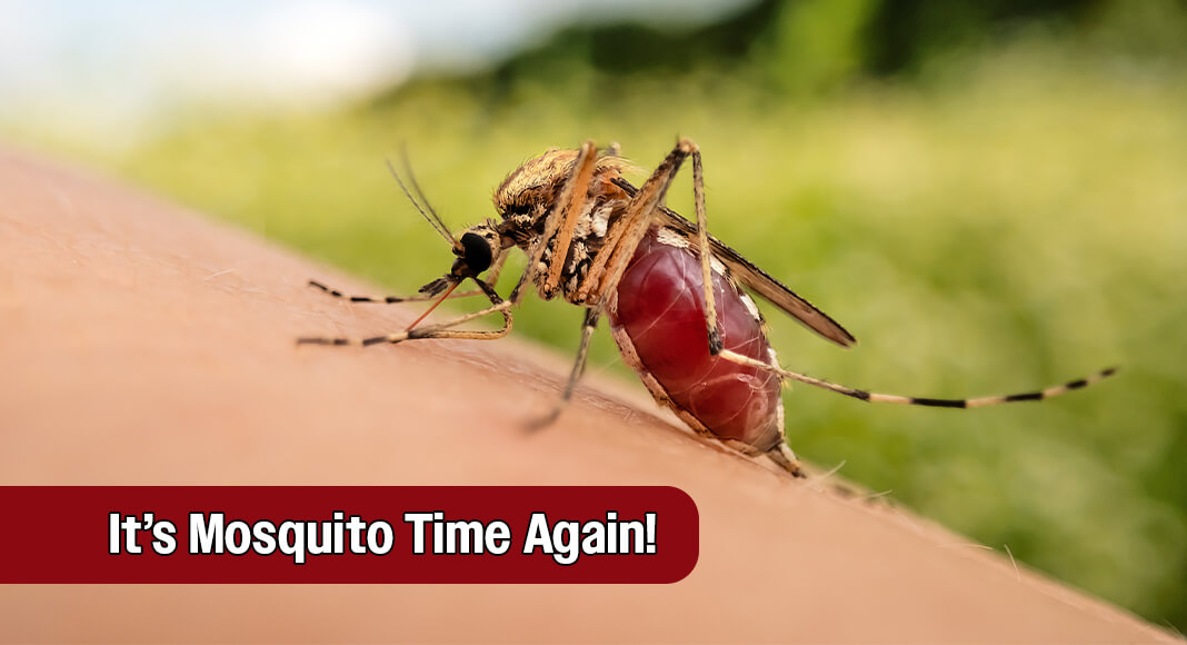 Mosquitoes thrive as the temperatures rise, and you may notice they’re ramping up. Image for illustration purposes