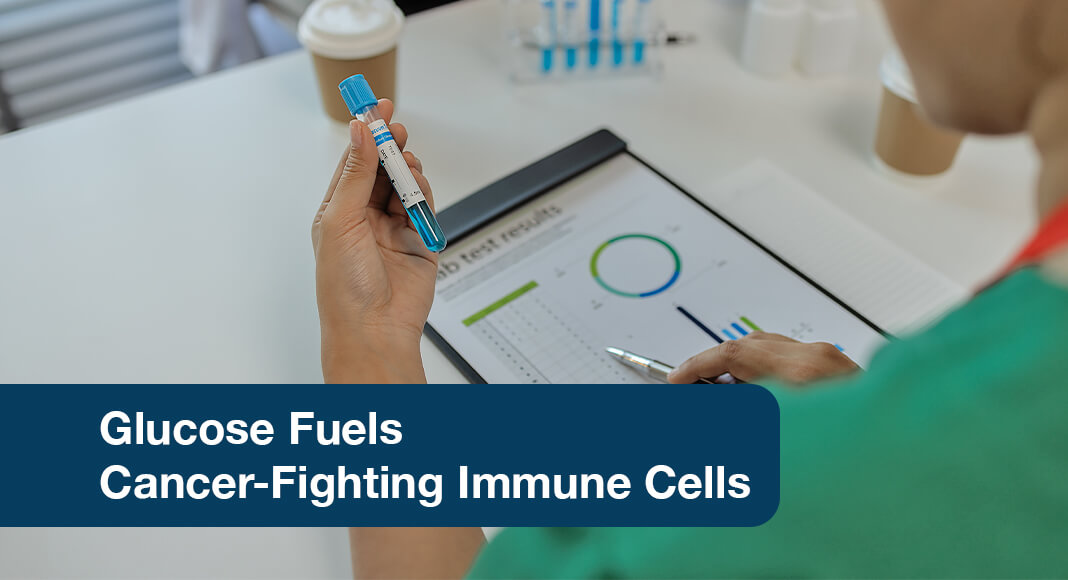 A new discovery by Van Andel Institute scientists reveals that glucose, an essential cellular fuel that powers immune cells, also aids in T cells’ internal communication and boosts their cancer-fighting properties. The findings may help optimize T cells’ ability to combat cancer and other diseases. Image for illustration purposes