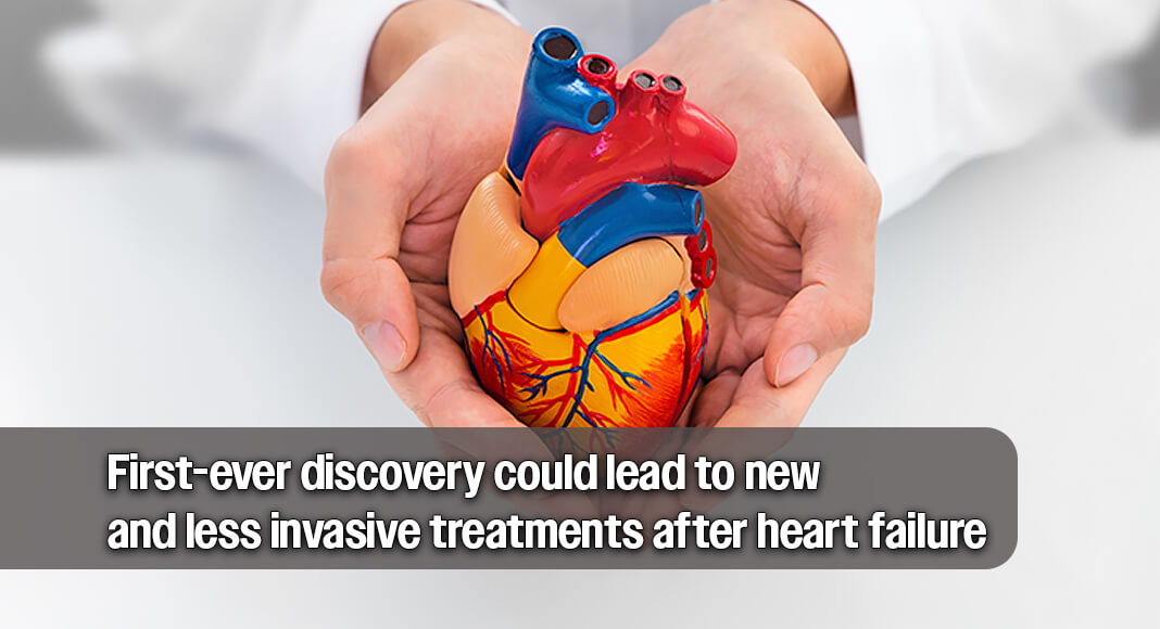 A naturally occurring gene called Cyclin A2 (CCNA2), which turns off after birth in humans, can actually make new, functioning heart cells and help the heart repair itself from injury including a heart attack or heart failure when the gene is turned back on. Image for illustration purposes