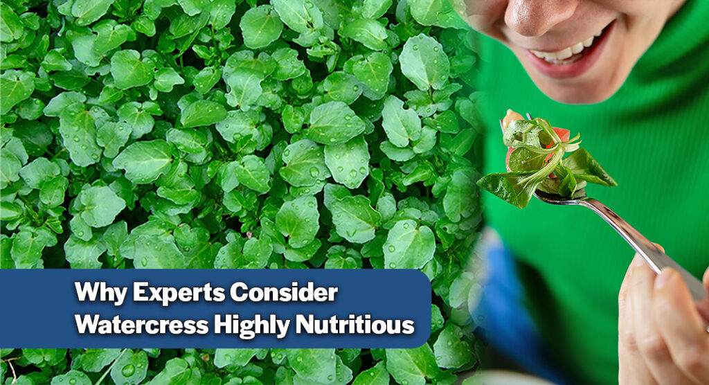 Watercress is a leafy green that naturally grows in clean, slow-moving water and belongs to the same plant family as mustard greens, kale, and cabbage. It has a mild, peppery taste and can be eaten raw or cooked in many different meals. Image for illustration purposes. Bgd. Photo by Wendell Smith, under CC BY 2.0 via Flickr