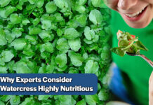 Watercress A Nutrient-Dense Leafy Green