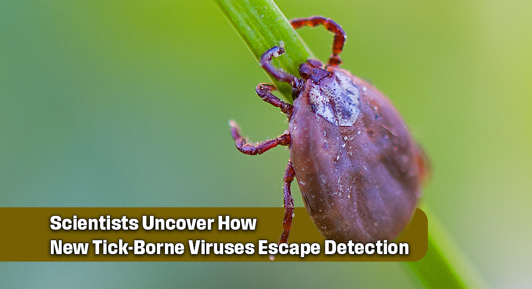 Warmer temperatures bring out ticks that spread diseases such as Lyme disease and Rocky Mountain spotted fever. But another class of emerging tick-borne pathogens — nairoviruses — is on the rise. Image for illustration purposes